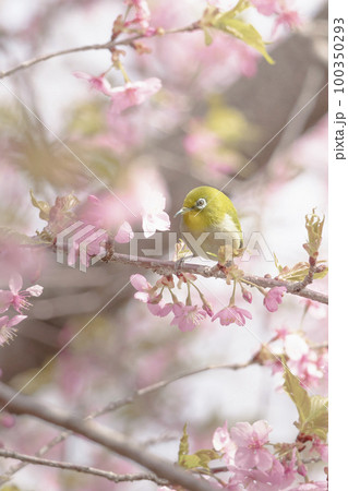 満開の河津桜の蜜を吸いにきたメジロ 満開の河津桜の蜜を吸いにきたメジロ 100350293