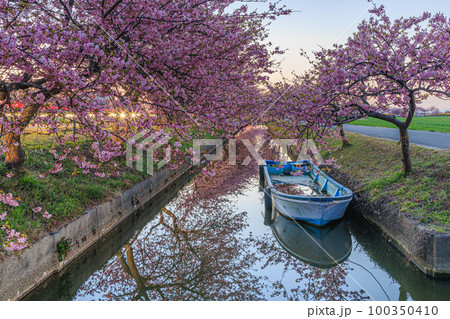 笠松河津桜ロード 夜明け 笠松河津桜ロード 夜明け 100350410