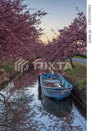 笠松河津桜ロード 夜明け 笠松河津桜ロード 夜明け 100350902