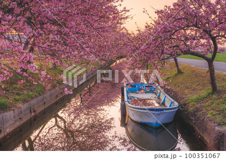 笠松河津桜ロード 朝焼け 笠松河津桜ロード 朝焼け 100351067