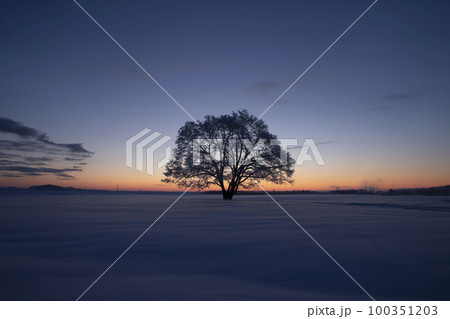 ハルニレの木 100351203