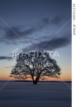 ハルニレの木 ハルニレの木 100351216