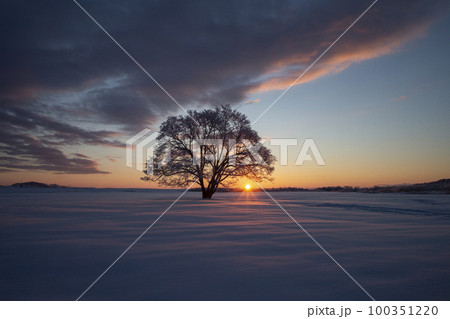 ハルニレの木 100351220