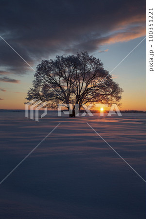 ハルニレの木 100351221