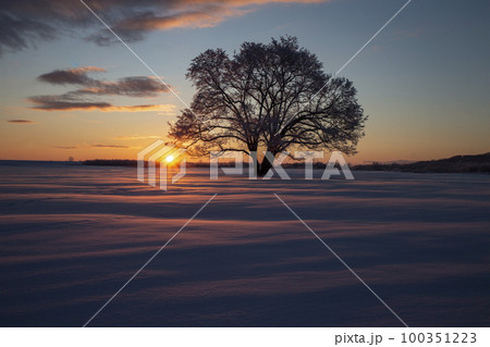 ハルニレの木 100351223