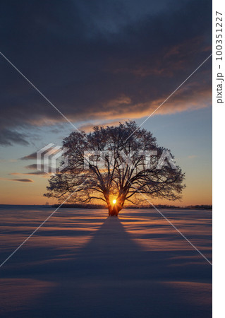 ハルニレの木 100351227