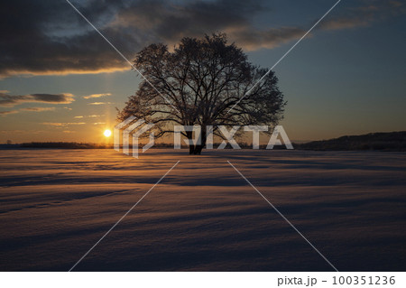 ハルニレの木 100351236