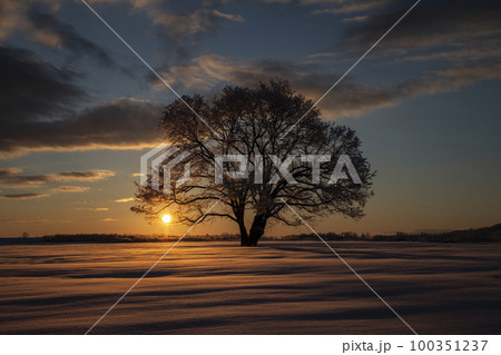 ハルニレの木 100351237