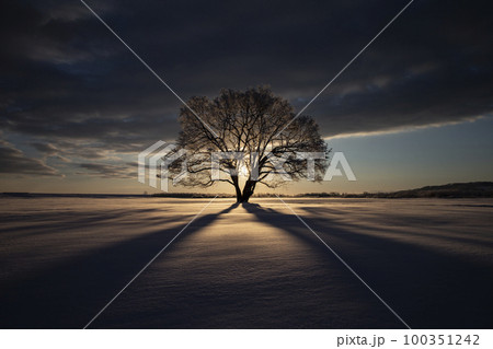 ハルニレの木 100351242