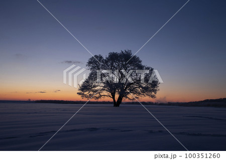 ハルニレの木 100351260