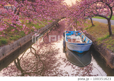 笠松河津桜ロード 朝焼け 笠松河津桜ロード 朝焼け 100351623