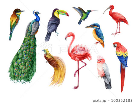 Tropical birds illustration set. Hand drawn peacock, hummingbird, kingfisher, toucan, flamingo, parrot, red macaw, paradise bird beautiful aves. Bright colorful exotic wildlife tropical animals Tropical birds illustration set. Hand drawn peacock, hummingbird, kingfisher, toucan, flamingo, parrot, red macaw, paradise bird beautiful aves. Bright colorful exotic wildlife tropical animals 100352183