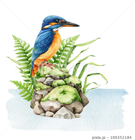 Kingfisher bird natural wildlife watercolor illustration. Forest wild bird on a mossy stone pile in the water with wild forest grass, fern and herbs. Wildlife nature scene. Beautiful kingfisher image Kingfisher bird natural wildlife watercolor illustration. Forest wild bird on a mossy stone pile in the water with wild forest grass, fern and herbs. Wildlife nature scene. Beautiful kingfisher image 100352184