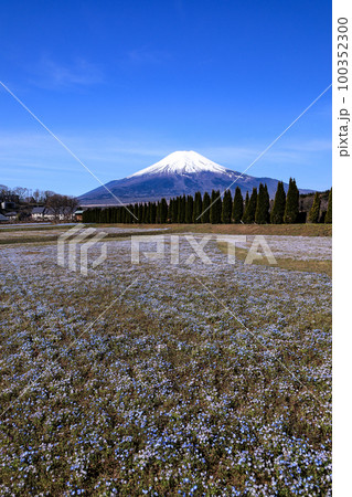 ネモフィラ咲く山中湖花の都公園 ネモフィラ咲く山中湖花の都公園 100352300