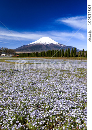 ネモフィラ咲く山中湖花の都公園 ネモフィラ咲く山中湖花の都公園 100352303
