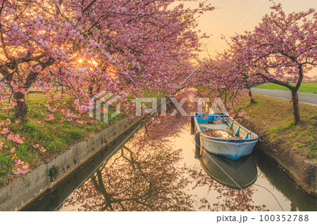 笠松河津桜ロード 日の出 100352788