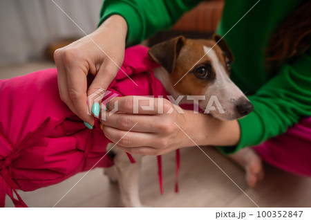 Caucasian woman dressing jack russell terrier dog in pink vest. Caucasian woman dressing jack russell terrier dog in pink vest. 100352847