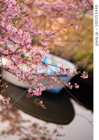 早朝の笠松河津桜ロード 早朝の笠松河津桜ロード 100353440