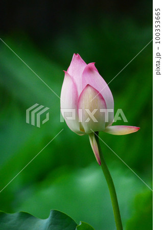 a Lotus flower and Lotus flower plants a Lotus flower and Lotus flower plants 100353665