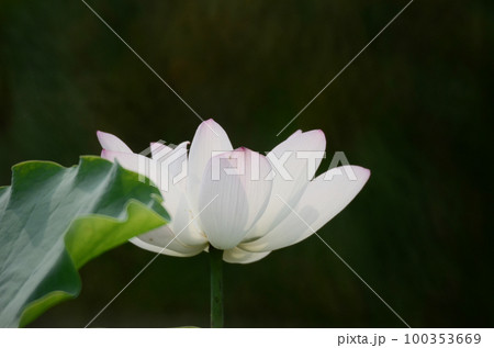 a Lotus flower and Lotus flower plants 100353669