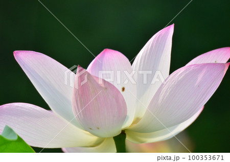 a Lotus flower and Lotus flower plants 100353671
