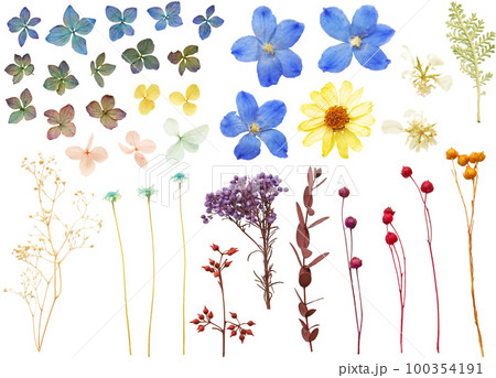 素材セットードライフラワー 素材セットードライフラワー 100354191