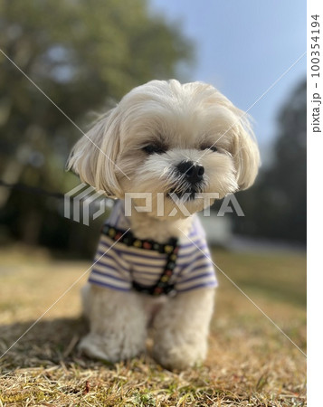 可愛いマルシー犬です 可愛いマルシー犬です 100354194