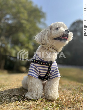 可愛いマルシー犬です 可愛いマルシー犬です 100354195
