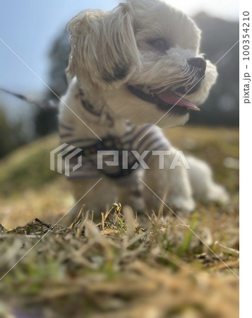 可愛いマルシー犬です 可愛いマルシー犬です 100354210