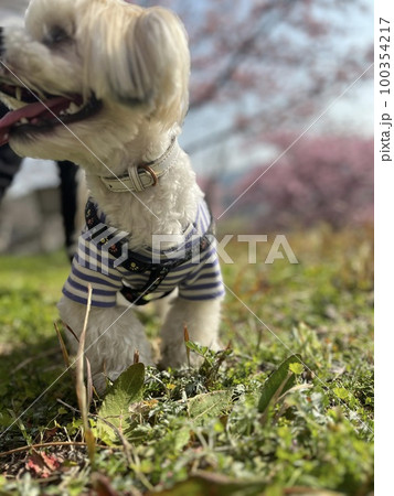 可愛いマルシー犬です 100354217