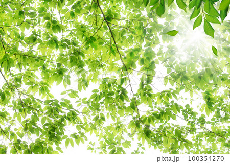 新緑がキラキラ輝く自然の中で森林浴の背景。木の葉が風に揺れている。 100354270