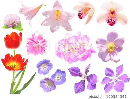 素材セットー紫とピンクの花 100354341