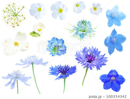 素材セットー青と白の花 素材セットー青と白の花 100354342