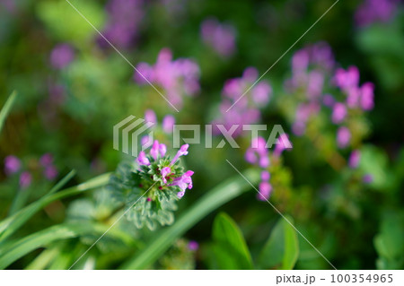 ホトケノザの花 ホトケノザの花 100354965