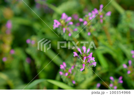 ホトケノザの花 ホトケノザの花 100354966