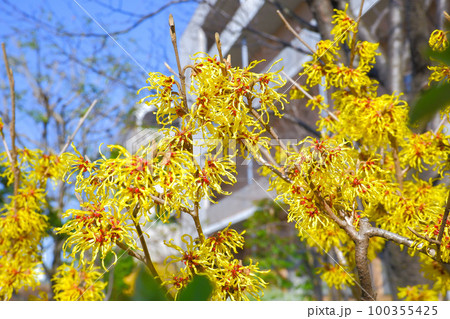 満開のマンサクの花 100355425