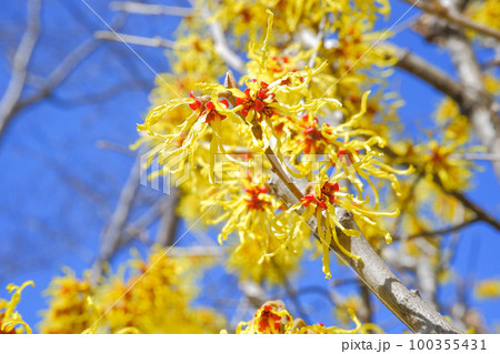 満開のマンサクの花 100355431