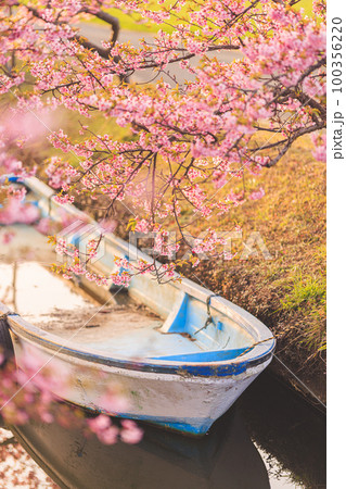 早朝の笠松河津桜ロード 早朝の笠松河津桜ロード 100356220
