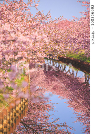 笠松河津桜ロード 朝焼け 100356692