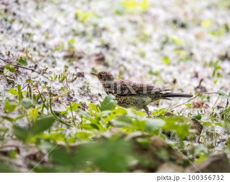Wood bird Fieldfare, Turdus pilaris, on a sprng lawn. 100356732
