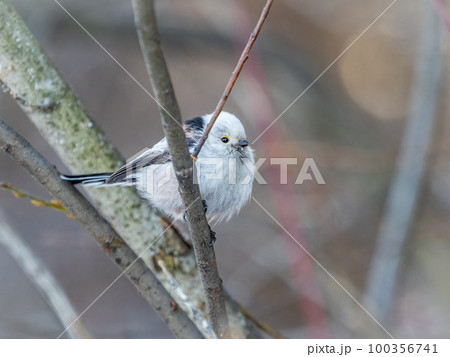 European long-tailed tit, latin name Aegithalos caudatus. A bird sitting on a branch in a deciduous forest. European long-tailed tit, latin name Aegithalos caudatus. A bird sitting on a branch in a deciduous forest. 100356741