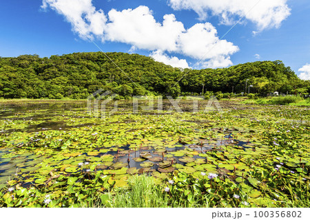 Beautiful Dongyuan Wetland Park in Pingtung, Taiwan. Beautiful Dongyuan Wetland Park in Pingtung, Taiwan. 100356802