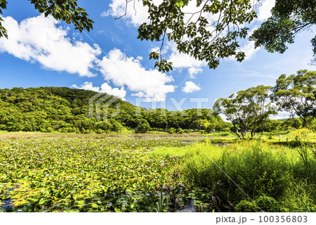 Beautiful Dongyuan Wetland Park in Pingtung, Taiwan. 100356803