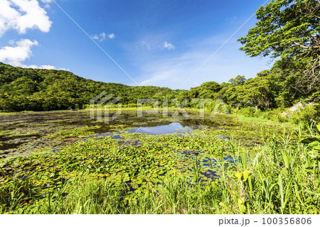 Beautiful Dongyuan Wetland Park in Pingtung, Taiwan. 100356806