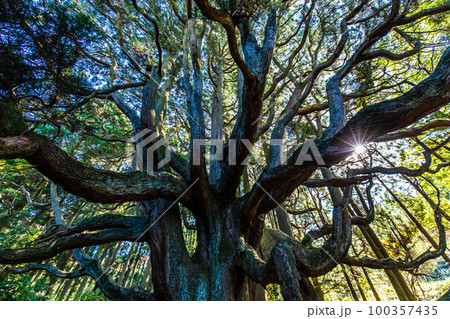 高森殿の杉　【熊本県阿蘇郡高森町】 100357435