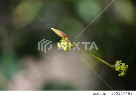 クロモジ（黒文字）の花 100357465