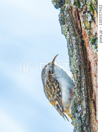 Eurasian treecreeper - Certhia familiaris. Bird on a tree trunk Eurasian treecreeper - Certhia familiaris. Bird on a tree trunk 100357482