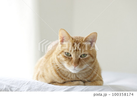 猫ちゃん親子の日常風景 100358174
