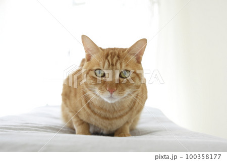 猫ちゃん親子の日常風景 猫ちゃん親子の日常風景 100358177