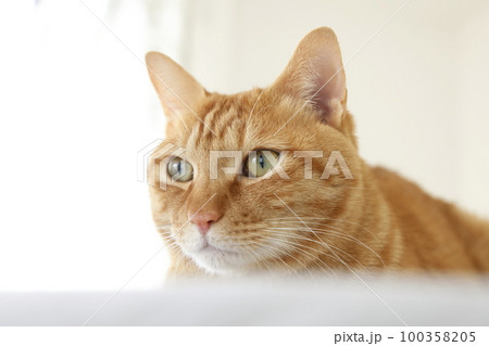猫ちゃん親子の日常風景 100358205
